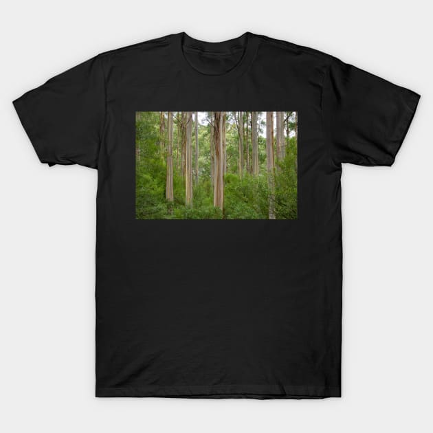 Many tall gum trees in Otway National Park. T-Shirt by sma1050